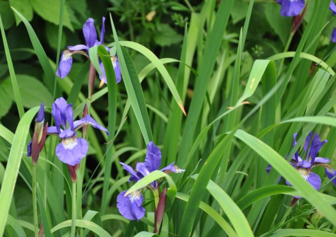 Iris är tåliga och lättskötta perenner.