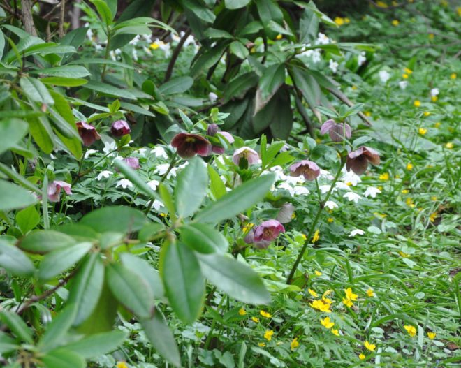 Rhododendron är en surjordsväxt och julrosen vill ha kalkhaltig jord.