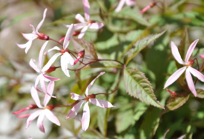 Gillenian kan ha vita eller ljust rosa blommor.