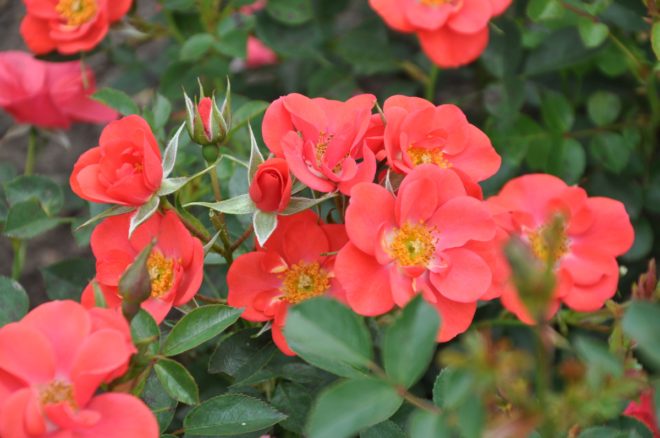 Poulsen Roser har utvecklat många marktäckande rosor.