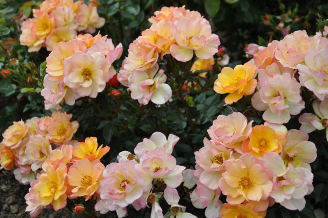 Linnaeus är en hög marktäckande ros i gula färger.