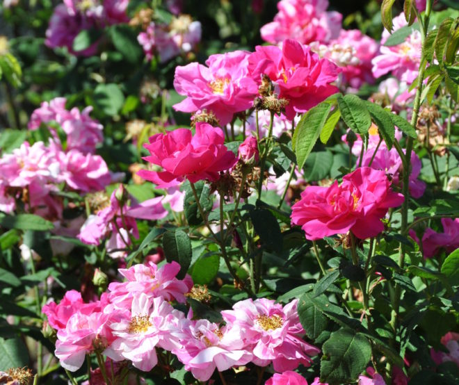 Randiga rosor härstammar från 'Rosa Mundi'.