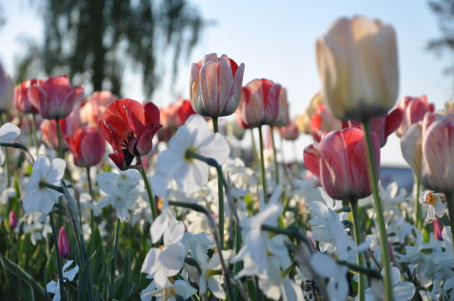 Tulpaner och narcisser blommar samtidigtom man väljer rätt sorter i blandningen.