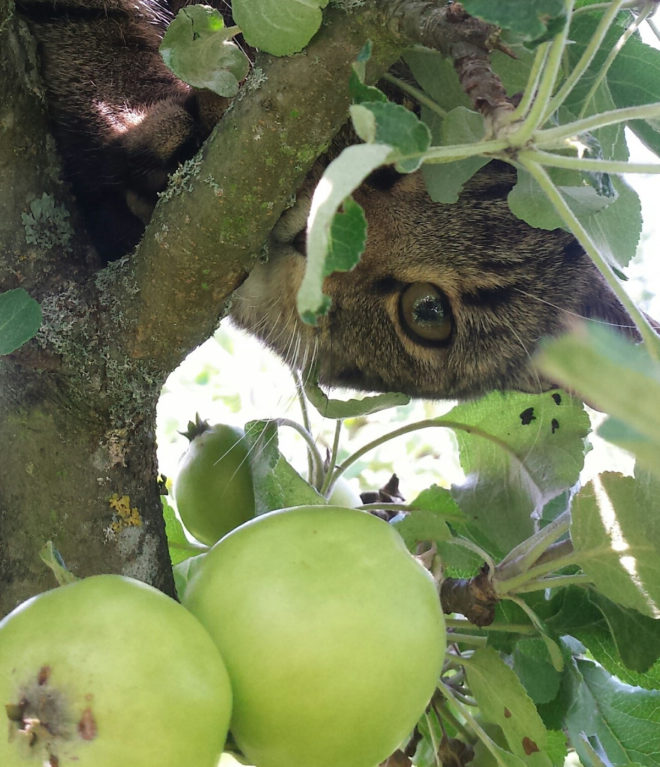 Aska är en busig katt i äppleträdet.