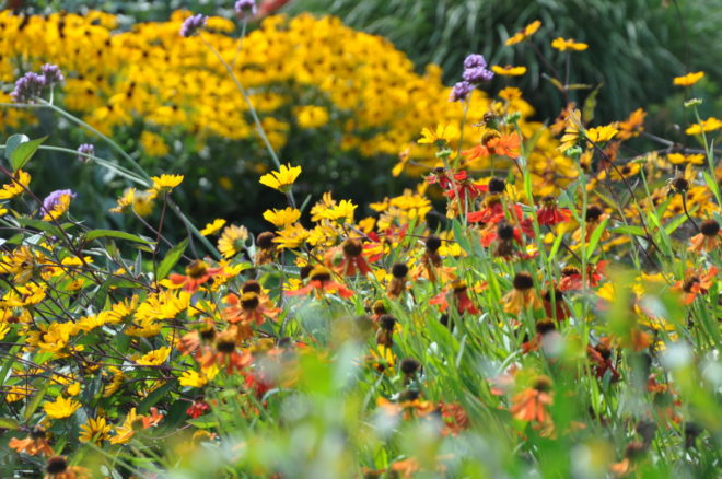 Rudbeckior blommar under sensommaren.