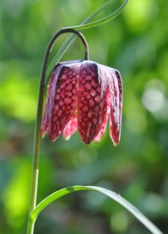 Kungsängsliljan har en schackrutig blomma och förekommer i purpurrött eller vitt.
