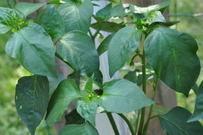 Chiliplanta i blom i växthuset. Greenspire