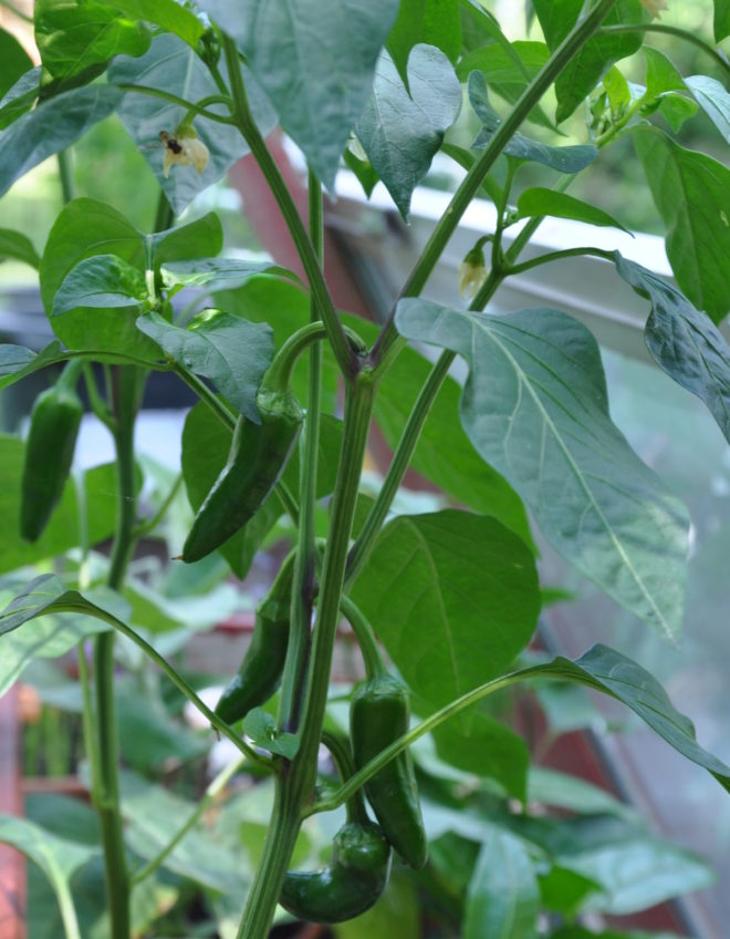 En fullvuxen chiliplanta kan i bästa fall ge 20-30 frukter under en sommar.