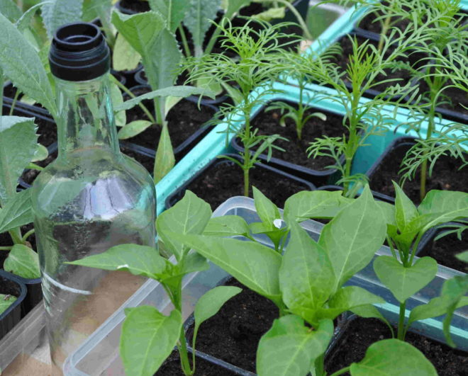 Småplantor av olika slag har flyttat ut till växthuset dagtid. Greenspire