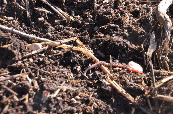 Greenspire trädgårdskonsult luftig jord mask kompostjord mull sådd bondböna frö