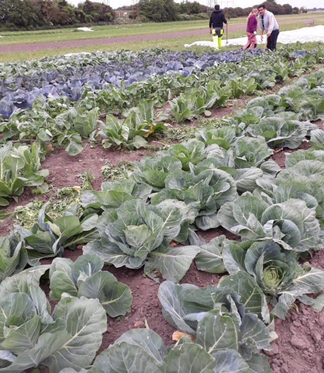 Greenspire trädgårdskonsult kålodling grönsaksland hacka ogräs kålplantor grönsaksodling