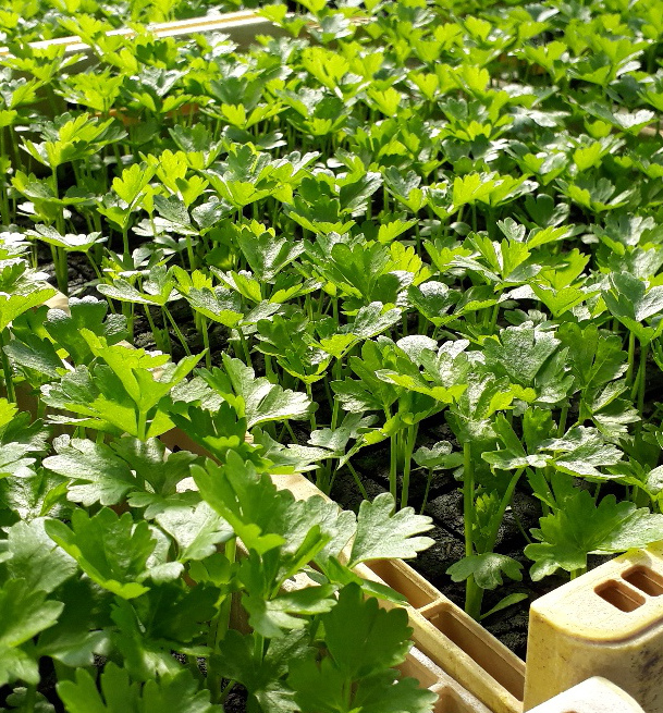 Greenspire trädgårdskonsult grönsaksplantor rotselleri småplantor