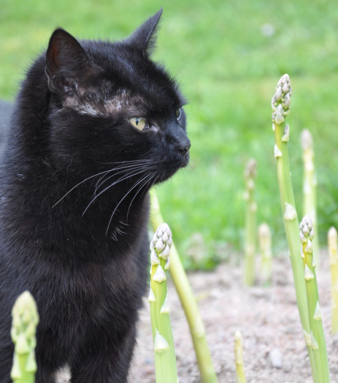 Greenspire trädgårdskonsult trädgårdsmästare sparrisodling katt sparrisskott