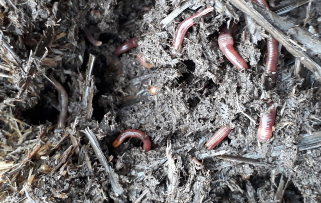 kompostmask daggmaskar jordorganismer nedbrytare Greenspire Trädgårdskonsult mark jord mull