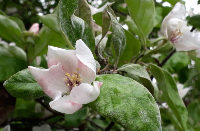 Greenspire trädgårdskonsult kvitten ludna blad blommor Cydonia oblonga
