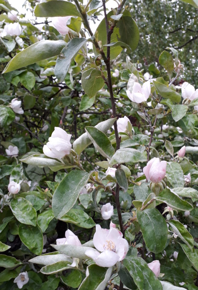 Greenspire trädgårdskonsult kvitten blomning Cydonia oblonga
