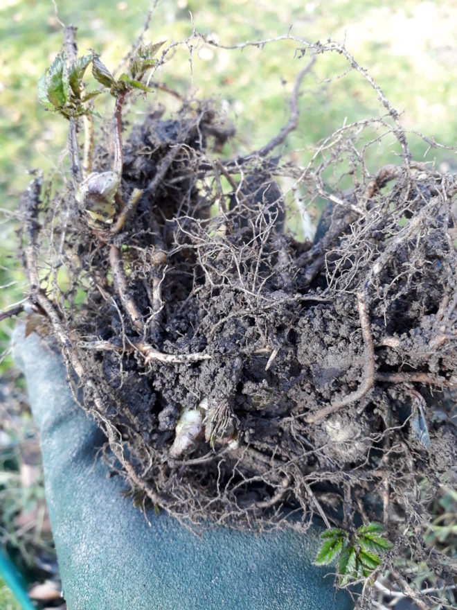 kirskål flerårigt ogräs ogräsrötter 
Greenspire Trädgårdskonsult mark jord mull