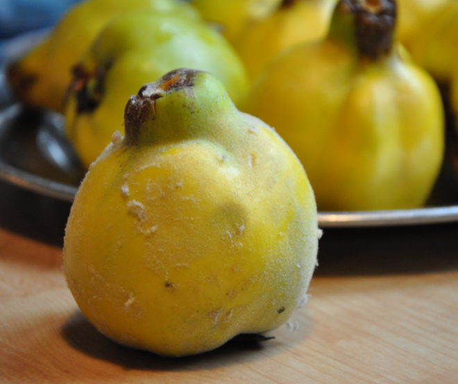 Greenspire trädgårdskonsult kvitten frukt Cydonia oblonga
