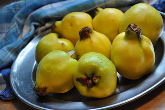 Greenspire trädgårdskonsult kvitten doftande frukt Cydonia oblonga
