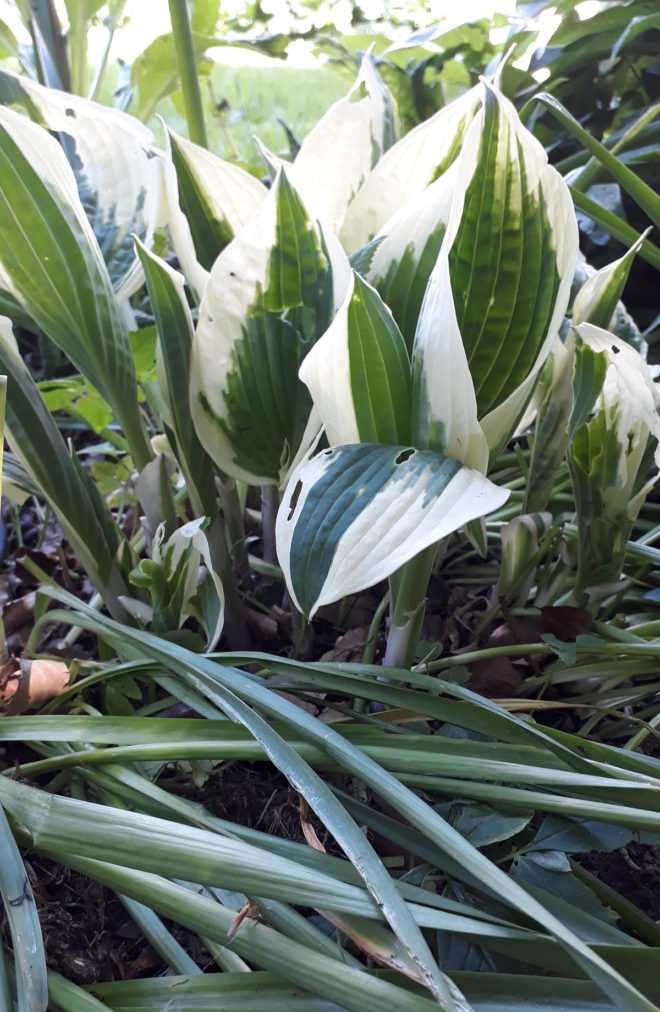 Greenspire trädgårdskonsult trädgårdsmästare lökväxter förökning Hosta narcisser