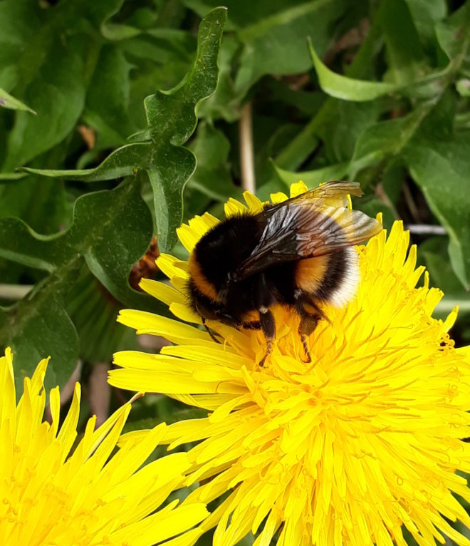 maskros pollenväxt jordhumla humlor greenspire trädgårdskonsult trädgårdsrådgivning
