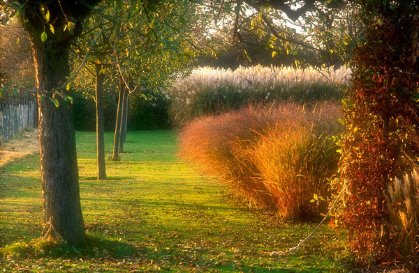 Varmt, höstligt släpljus över kraftiga gräsruggar tilltalar Greenspire Trädgårdskonsult.