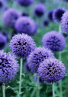 Blå blomkorgar av bolltisteln med en lavendelblå, djup färg.