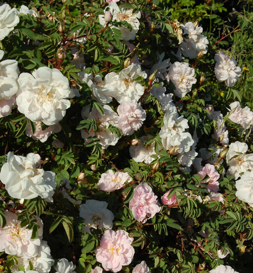 Stanwell Perpetual är en engelsk Spinosissima-ros som blommar hela säsongen. Svagt rosa, doftande blommor vid knopputslag som går över i vitt. Greenspire Trädgårdskonsult lägger upp den på listan över växter hon önskar sig.