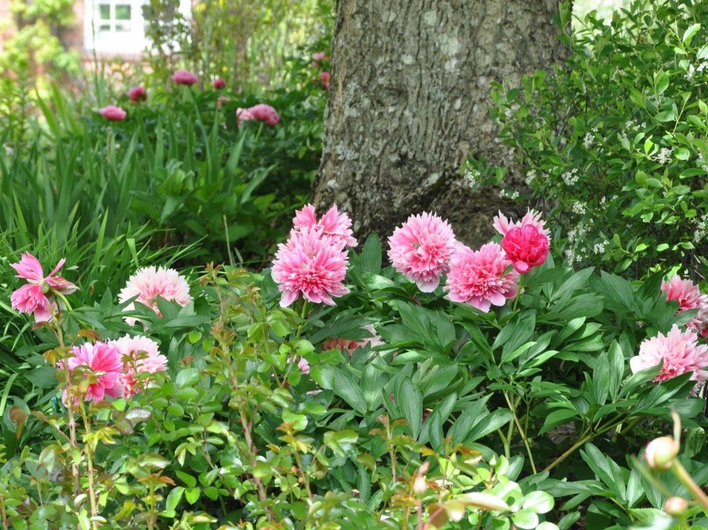 Pionerna blommar i månadsskiftet juni-juli och gläder mången trädgårdsmästare.