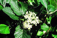 Glänsande mörkgrönt bladverk och ett tätt växtsätt har häckoxeln.
