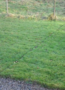 Kattstigen går tvärs över gräsmattan rak som en linjal.