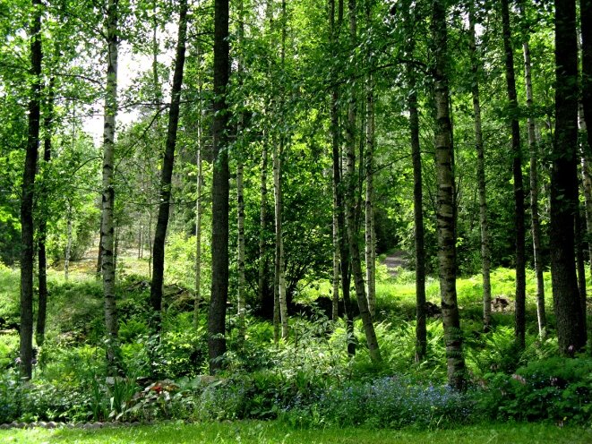 En skogsdunge intill trädgården ökar den lugnande effekten av skog.