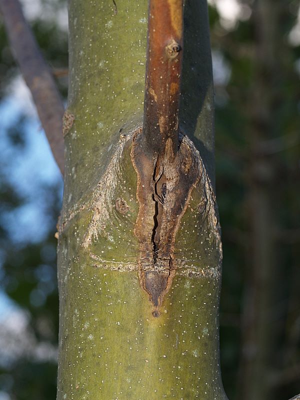 En gren som angripits av askskottsjukan har torkat in ända till stammen. 