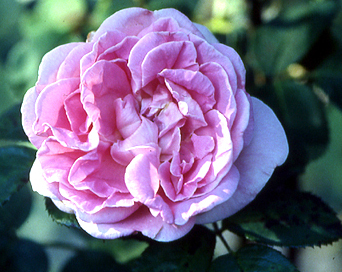 Rugosa-rosen 'Conrad Ferdinand Meyer' är en mycket väldoftande ros med lång blomningsperiod.