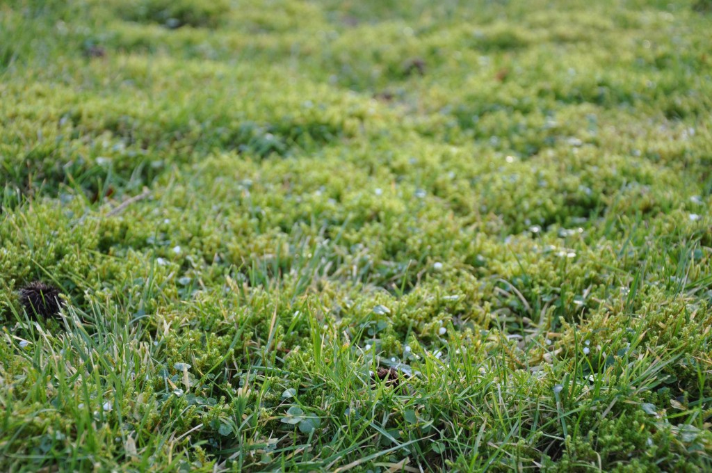 Mosstäcket är tätt i Greenspires gräsmatta.