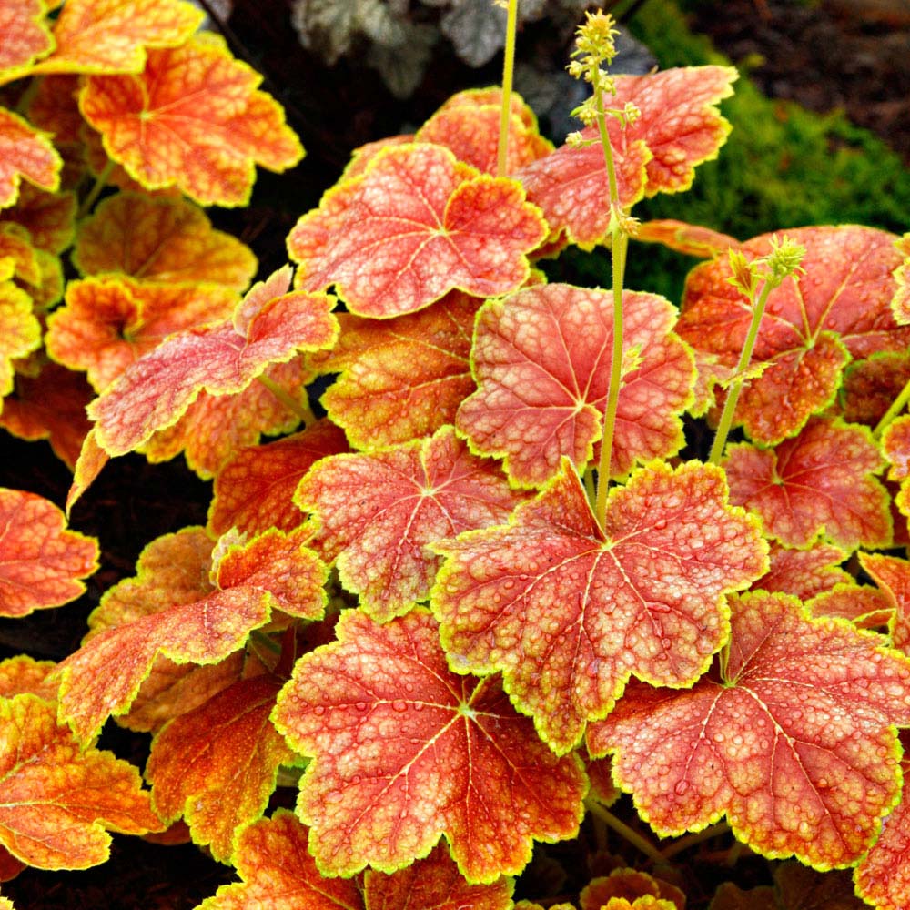 Brokbladigt gulorange alunroten 'Delta Dawn' är en trendig växt i år.
