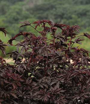 Mörkt purpurfärgade, flikiga blad har blodhibiskus som passar som utfyllnad i rabatter och krukor.