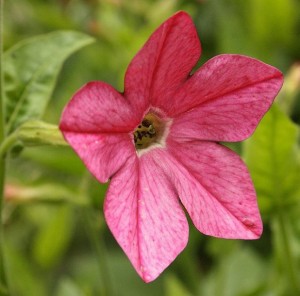 Ännu en vacker blomstertobak, här i den lite ovanliga färgen rosa.