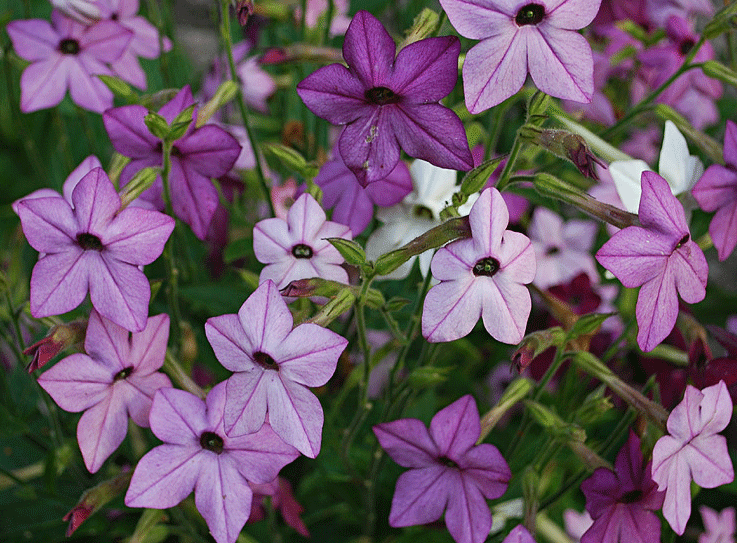 Schatterande lila färger som smälter väl ihop passar i den kyliga rabatten.