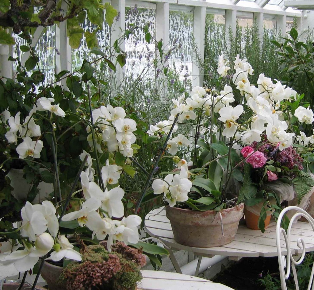 Ett överflöd av vita orkideer i orangeriet.