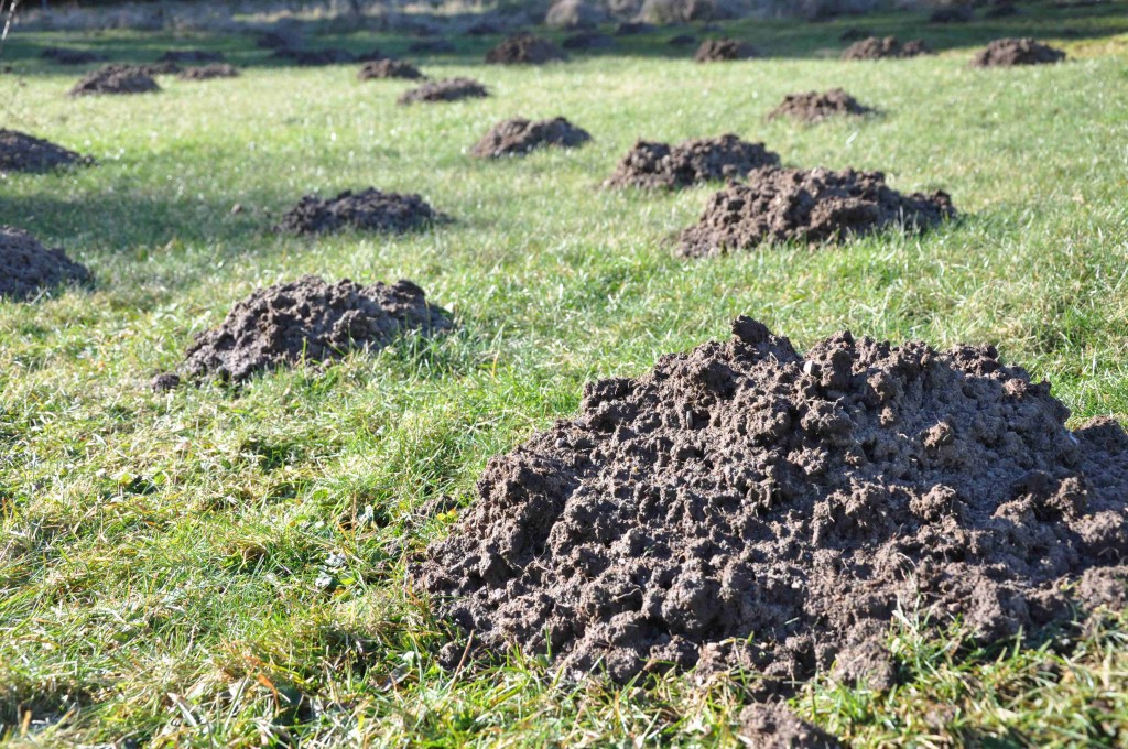 Gräsmattan är full av mullvadshögar i vår.