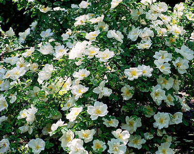 Blomrikedomen är enorm hos rosen Nevada. Blomningen börjar redan i början av juni och pågår en månad.