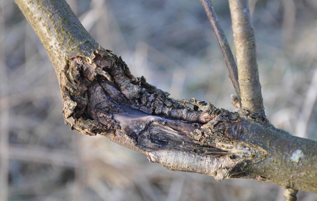 Förvriden bark runt ett sår i grenen tyder på fruktträdskräfta.
