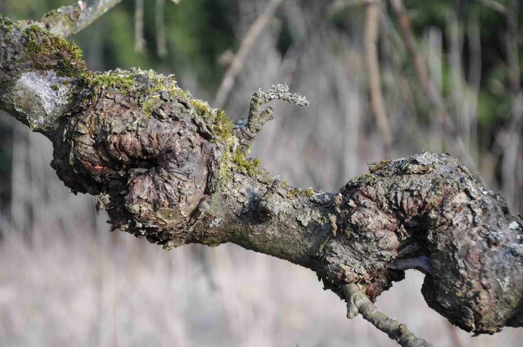 Förvriden bark och stora knutor på grenen är resultat av fruktträdskräfta.