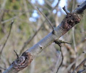 Såren från fruktträdskräftan vandrar runt grenen och stryper näringstillförseln.