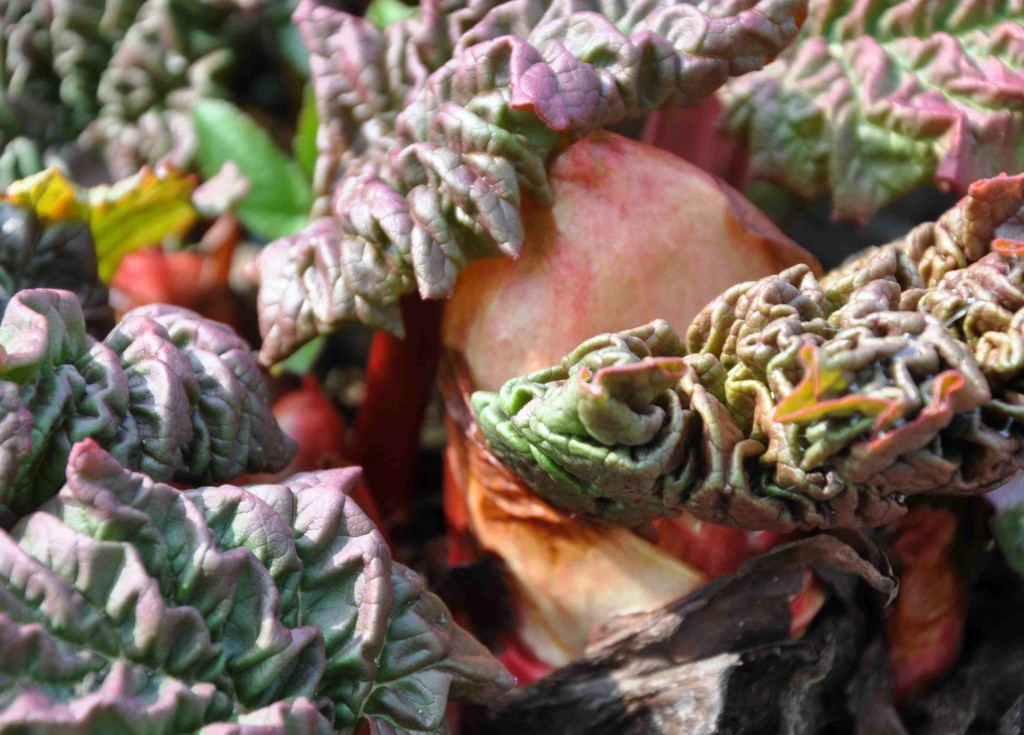 Rabarberns skrynkliga blad och knoppar håller olika rödlila nyanser.