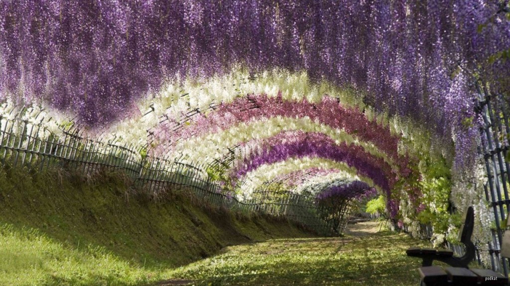En uppbyggd tunnel med blommande blåregn i vitt, rosa och blått.