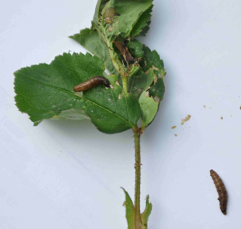 Bruna centimeterlånga larver äter upp rosens blad och knoppar.