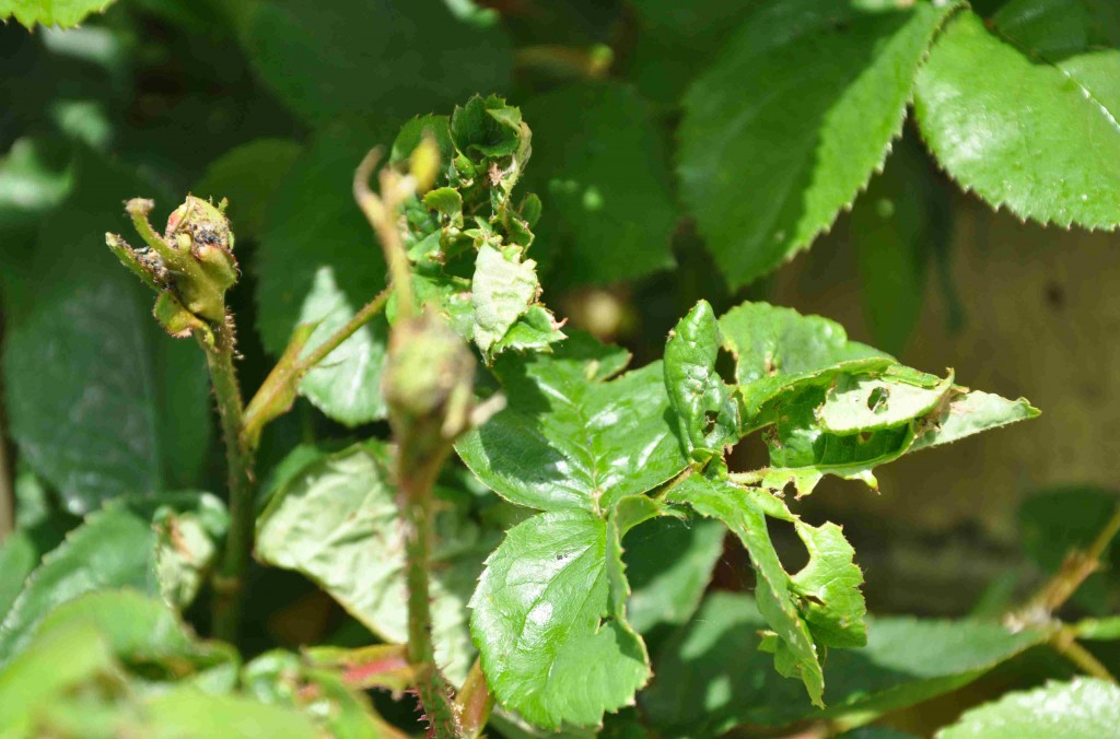 Hungriga larver har ätit av unga skott och blad på rosen 'Constance Spry'.