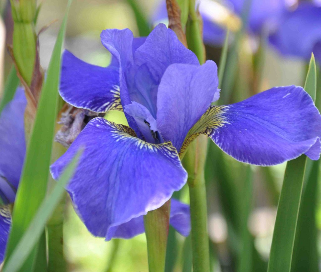 En djupt blå iris med leopardmönstrade fläckar på kalkbladen.